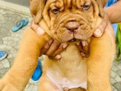 French mastiff