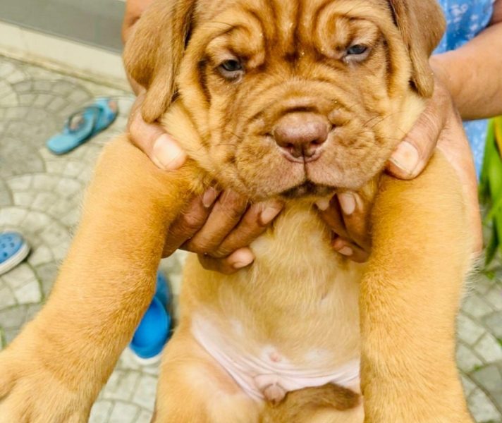 French mastiff