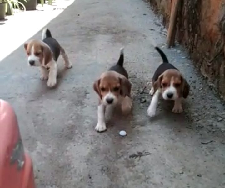 Beagle