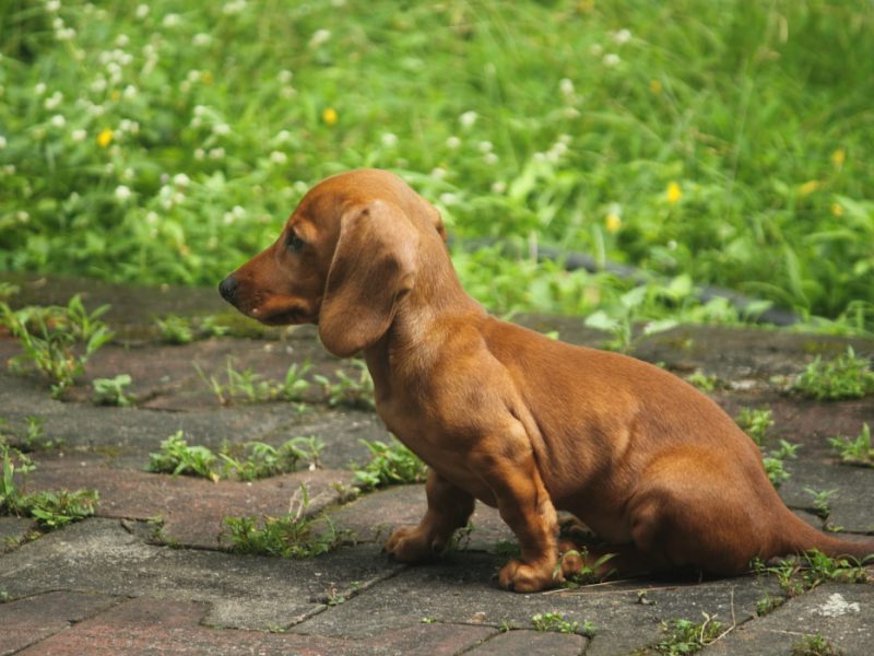 dachshund