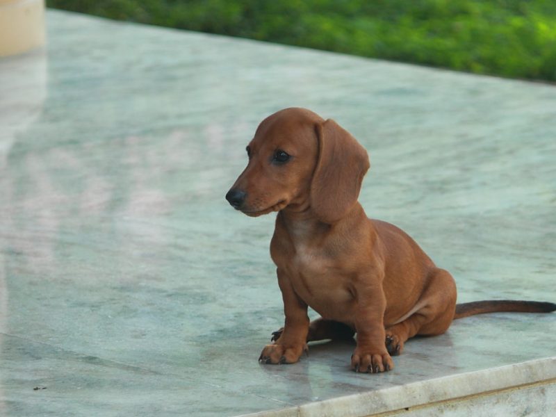 dachshund