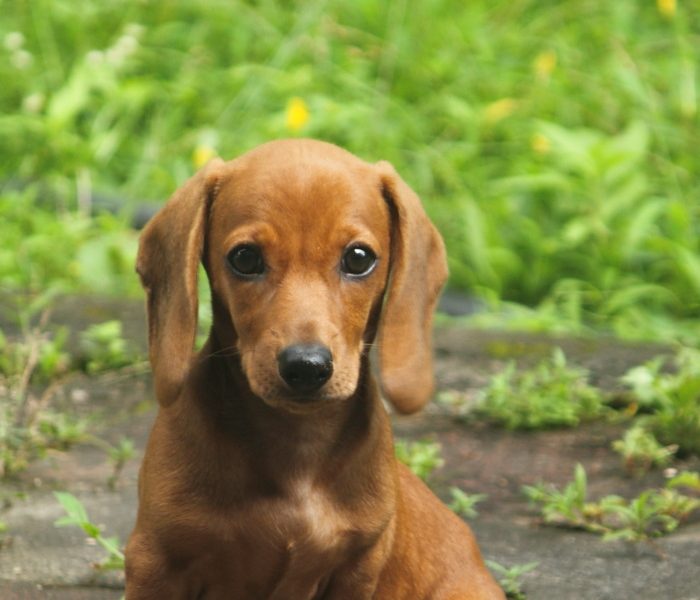 dachshund