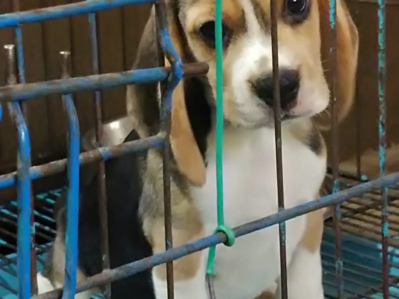 Beagle