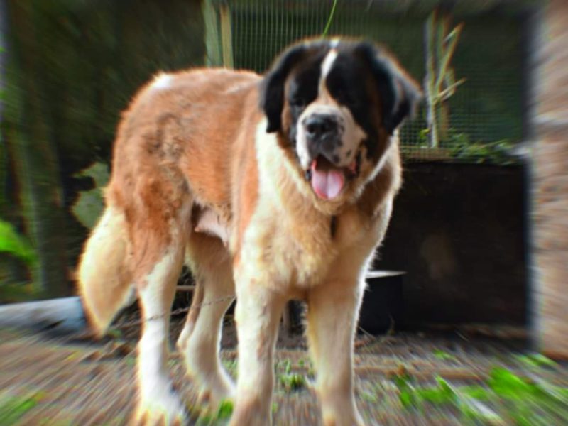 Saint bernard