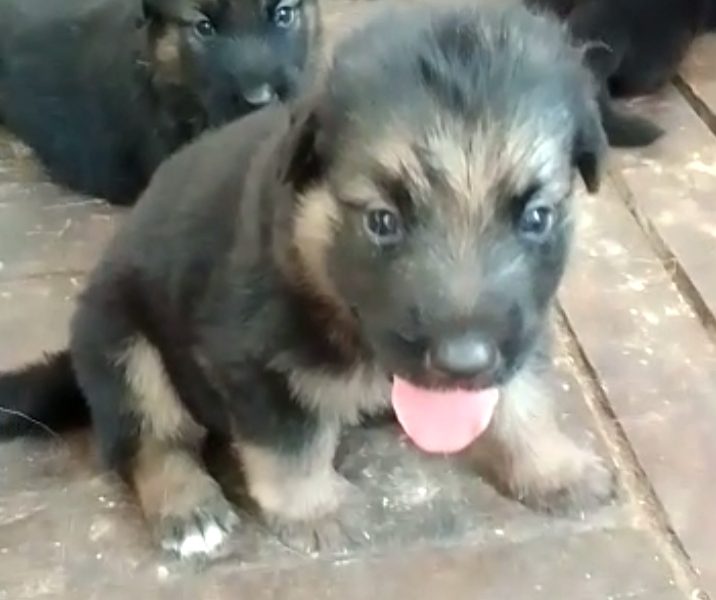 German shepherd