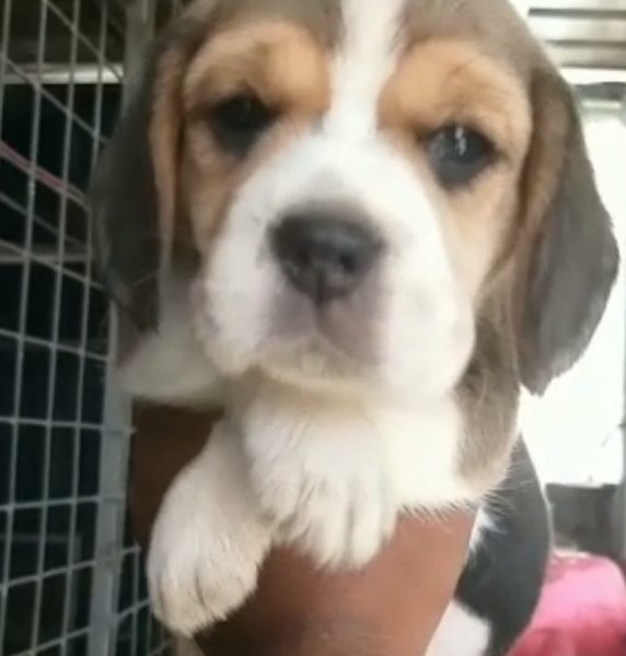 Beagle