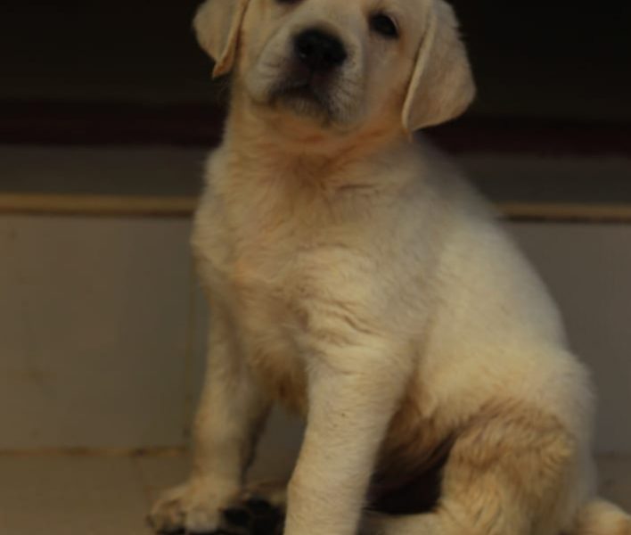 Labrador