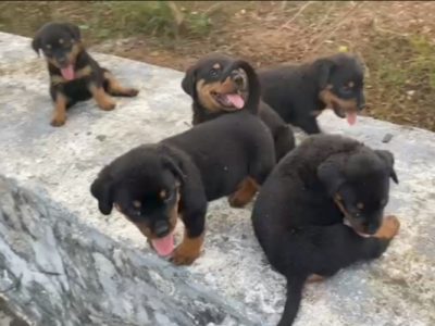 Rottweiler