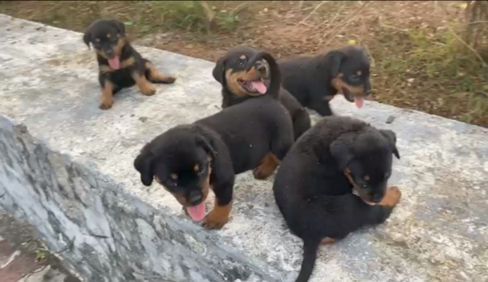 Rottweiler