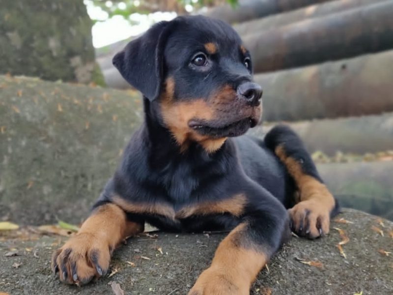 Rottweiler