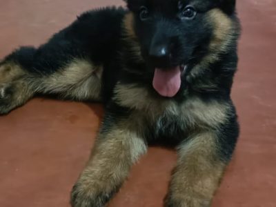 German Shepherd