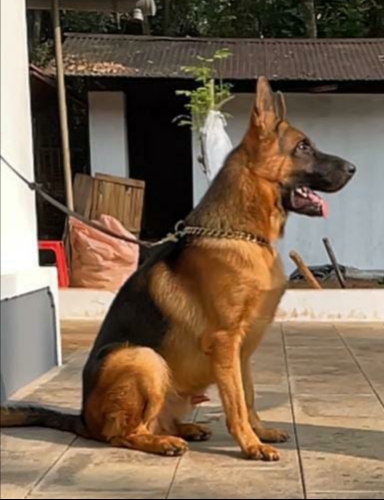 German Shepherd