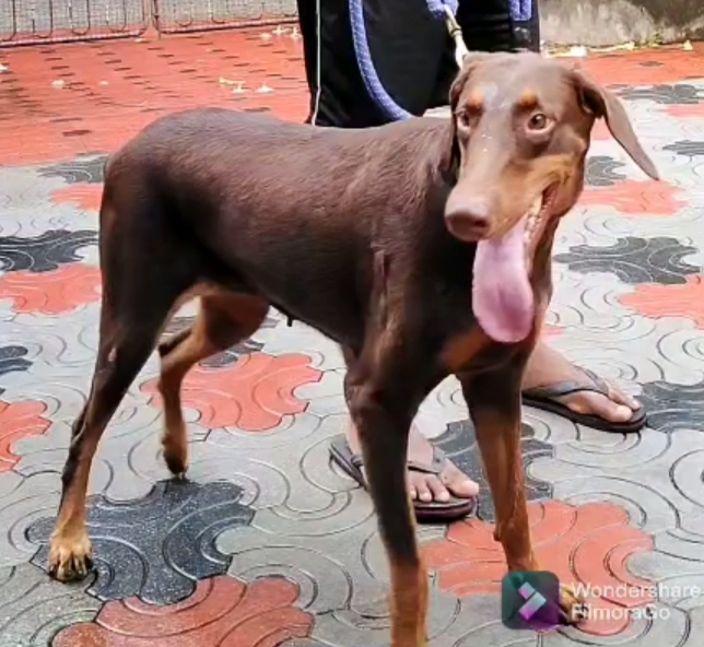 Doberman