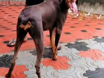 Doberman