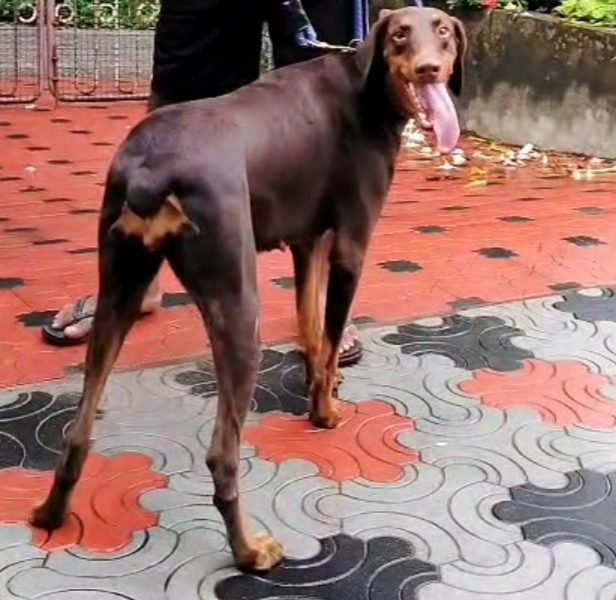 Doberman