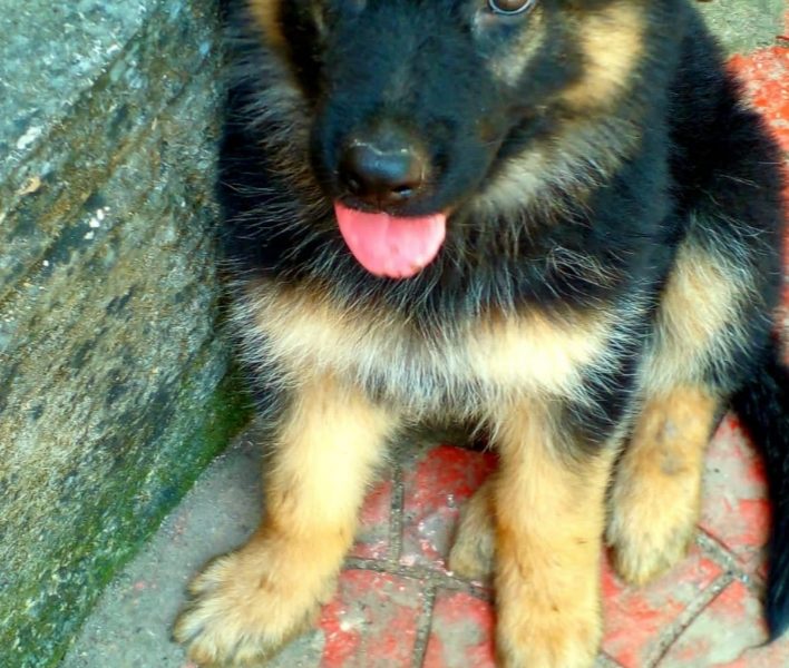 German shepherd