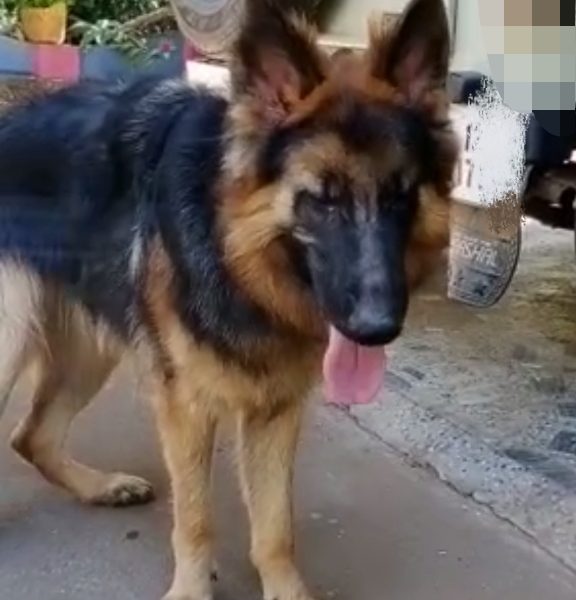 German shepherd