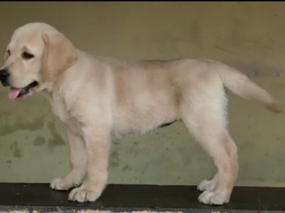 Labrador