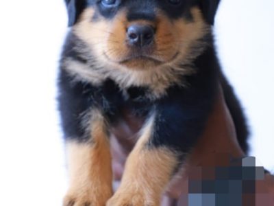 Rottweiler