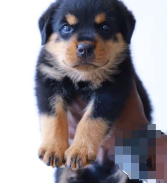 Rottweiler