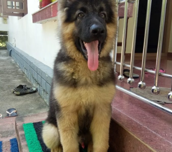 German shepherd