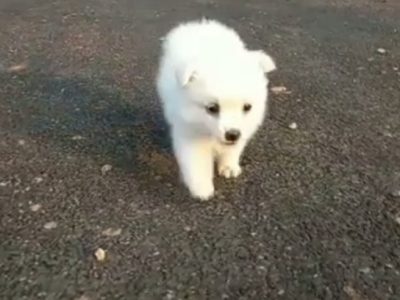 Minipom