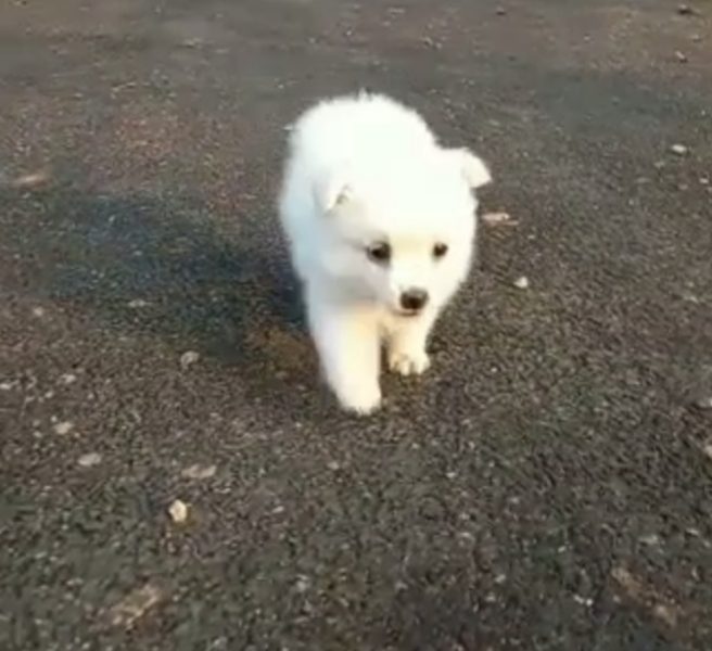 Minipom