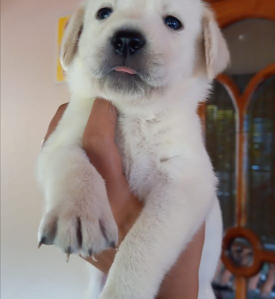 Labrador