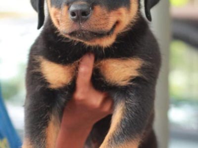 Rottweiler