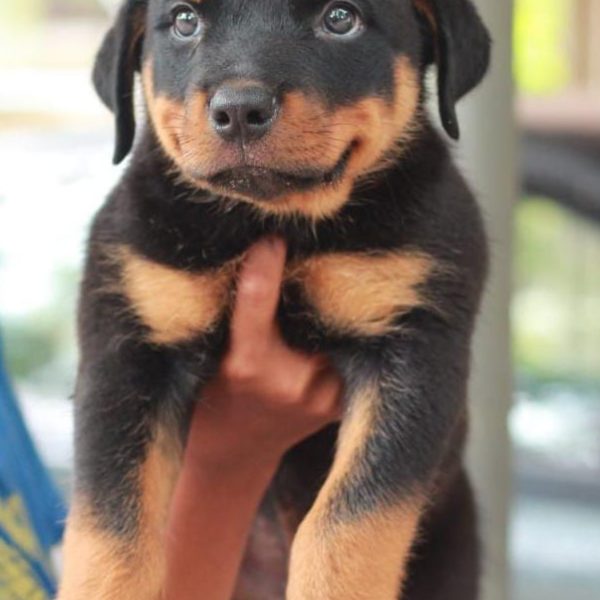 Rottweiler