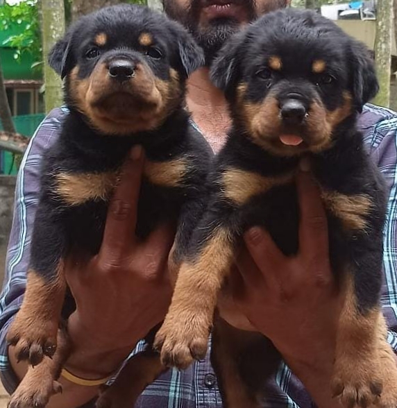 Rottweiler