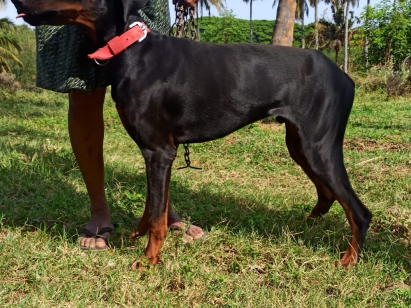 Doberman