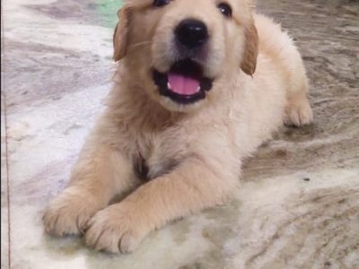 Golden retriever