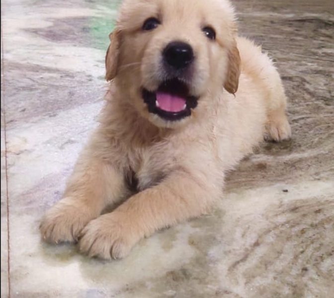 Golden retriever