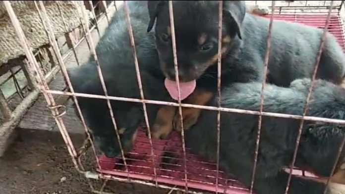 Rottweiler