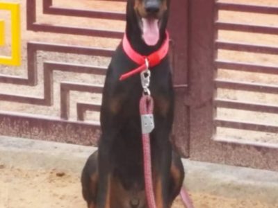 Doberman