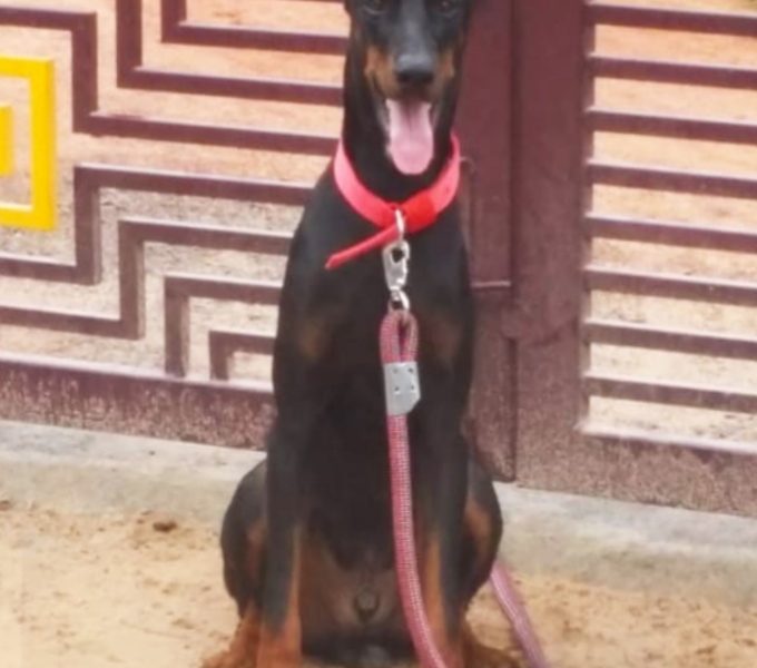 Doberman