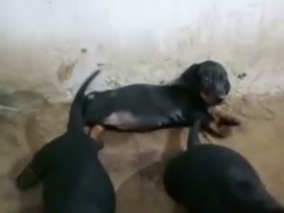 Dachshund