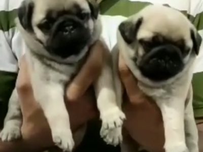 Pug