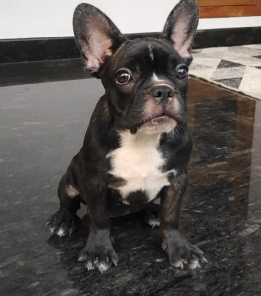 French Bulldog