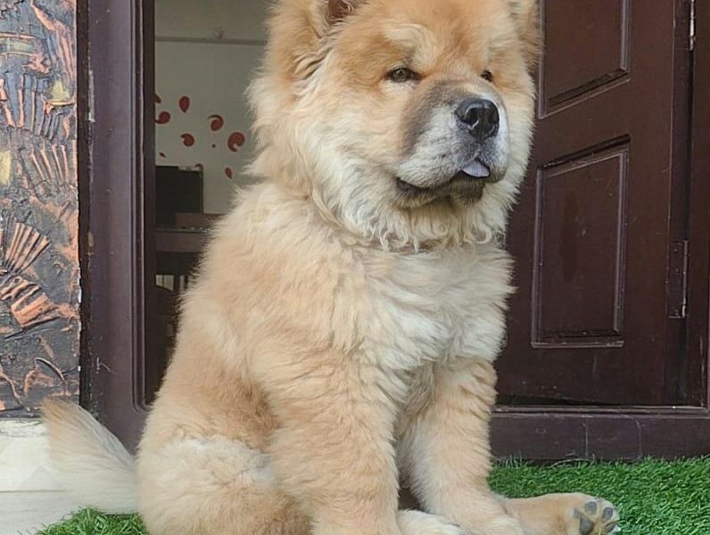 Chow chow