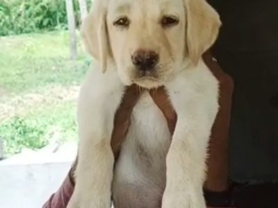 Labrador