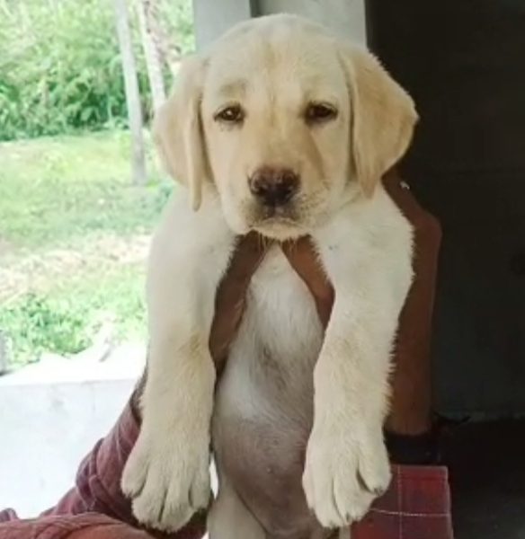 Labrador