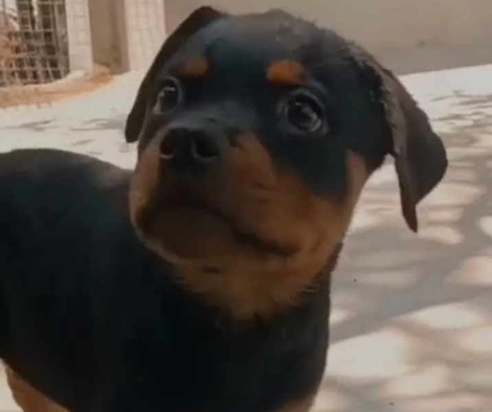 Rottweiler