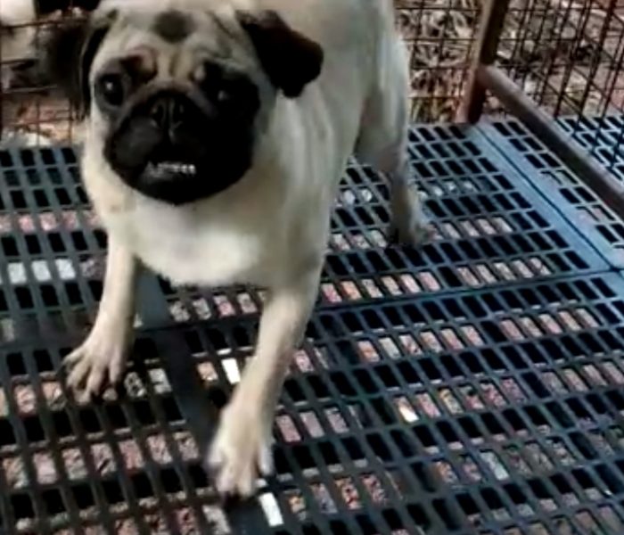 Pug