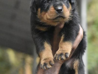 Rottweiler