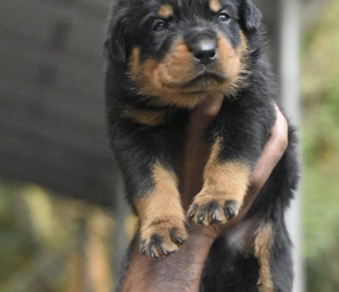 Rottweiler