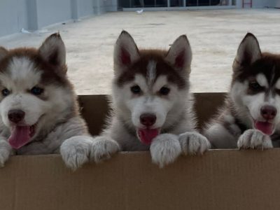 Husky