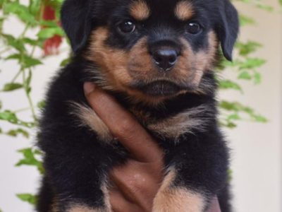 Rottweiler