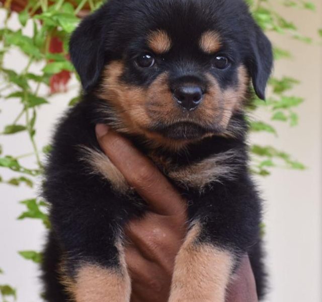 Rottweiler